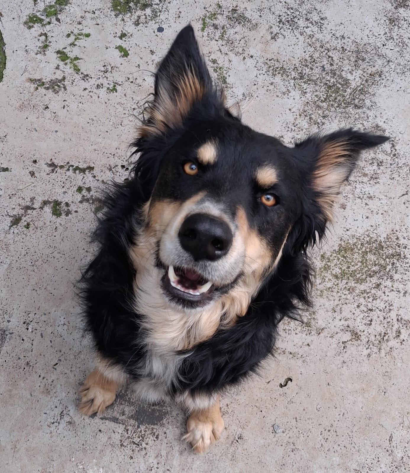 Felix-BorderCollie
